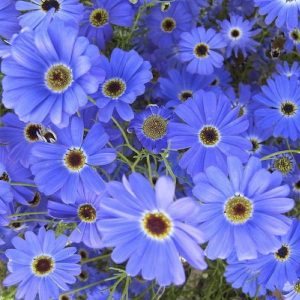 BRACHYSOME MNP Swan River Daisy Blue15cm