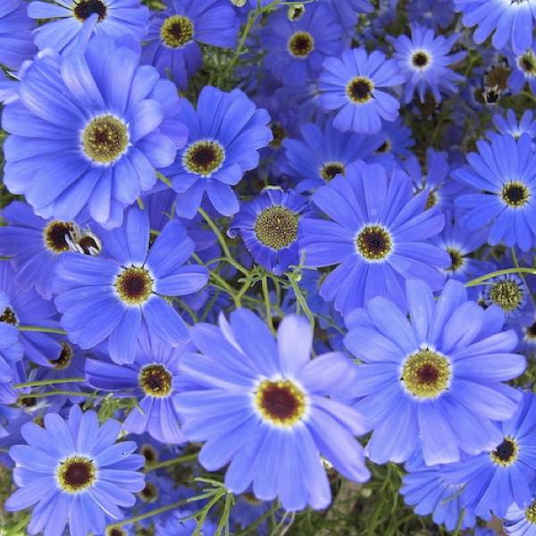 Swan River Daisy White - Brachyscome 15cm