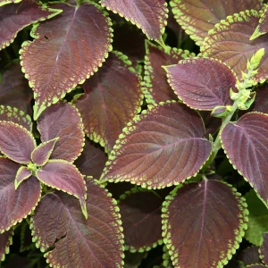 COLEUS OLEA RAYA 15cm