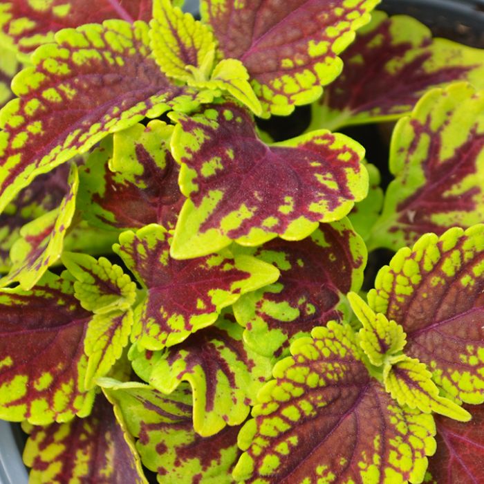 Coleus Coleosaurus Painted Nettle - Coleus 15cm