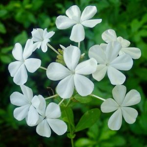 Plumbago Auriculata – White (15cm Pot)