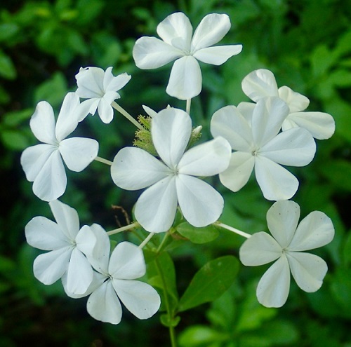 Plumbago White - Plumbago auriculata 15cm