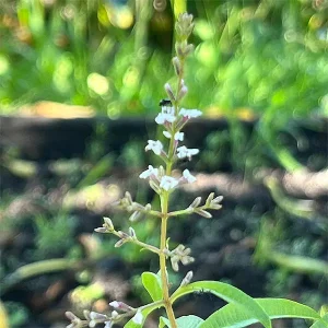 Lemon Verbena - Aloysia triphylla 17cm