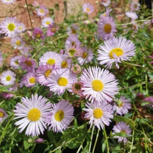 Mexican Daisy Los Angeles - Erigeron karvinskianus 15cm
