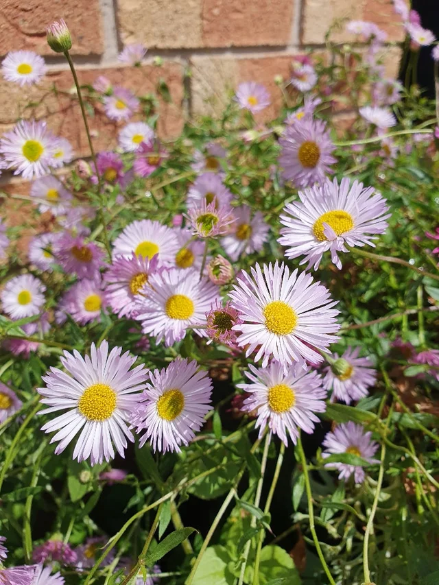 Mexican Daisy Los Angeles - Erigeron karvinskianus 15cm