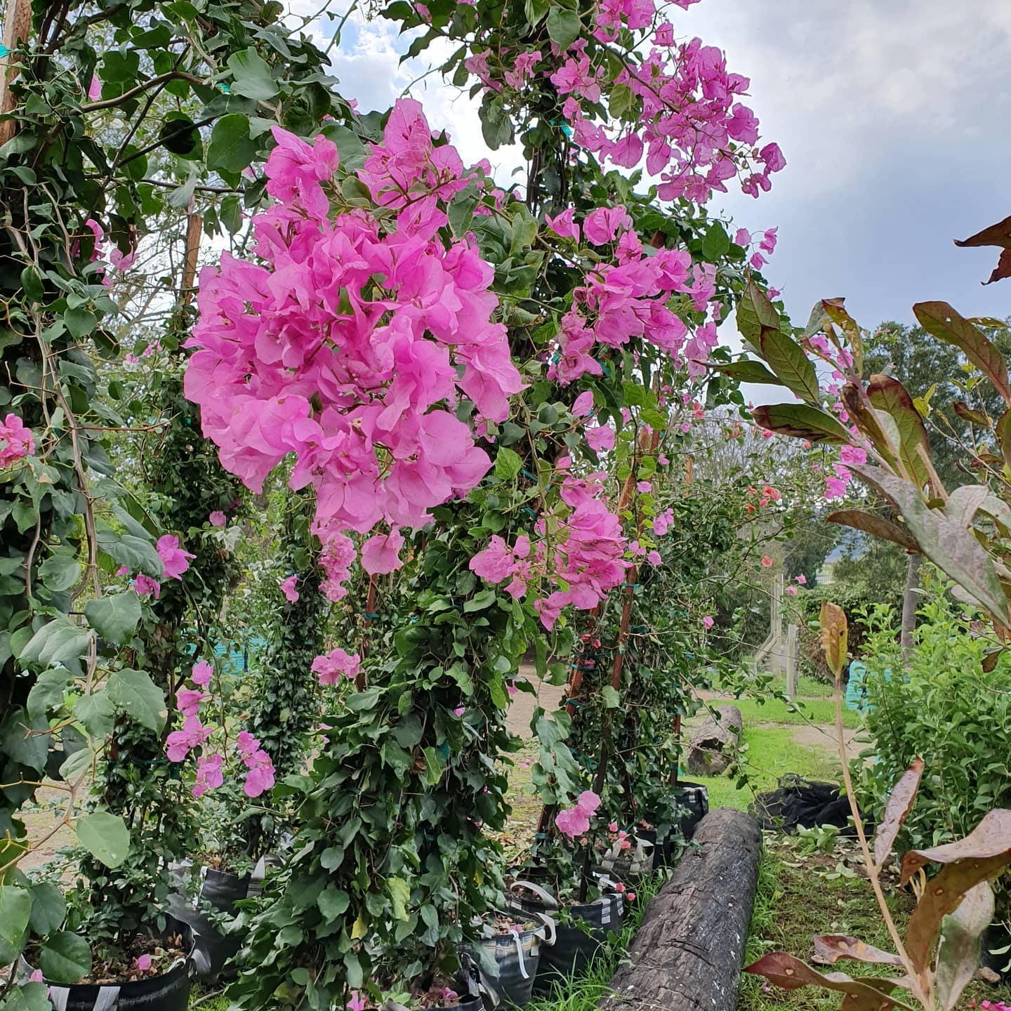 Bougainvillea Donyo - Bougainvillea 22cm