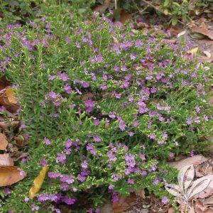 CUPHEA MEXICANA Mexican Heather (Mauve) 15cm