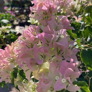 BOUGAINVILLEA Bougainvillea 'Yanis Delight' 22cm