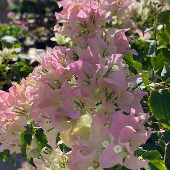 Bougainvillea Yanis Delight - Bougainvillea 22cm