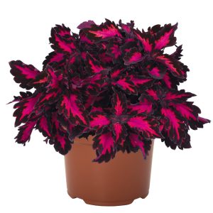 COLEUS ‘ROYALTY’ 15cm