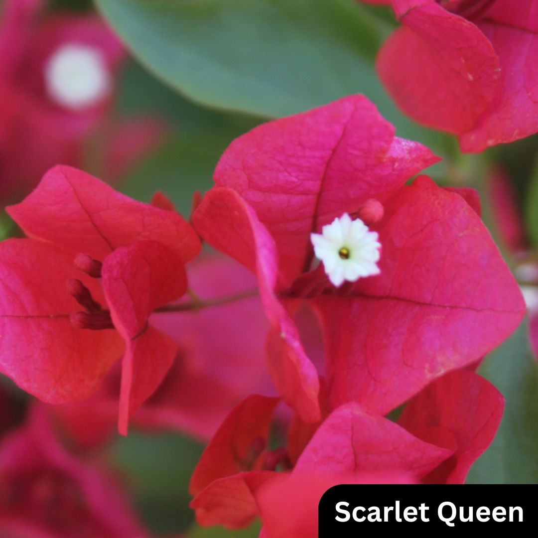 Bougainvillea Scarlet Queen - Bougainvillea 22cm