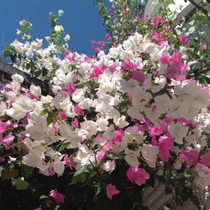 BOUGAINVILLEA Bougainvillea 'Coconut Ice' 22cm