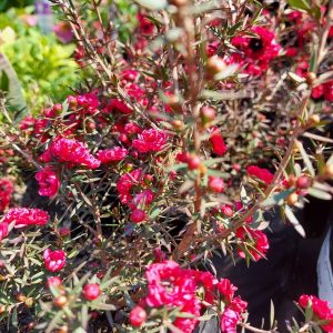 LEPTOSPERMUM SCOPARIUM Tea Tree 'Big Red' 17cm