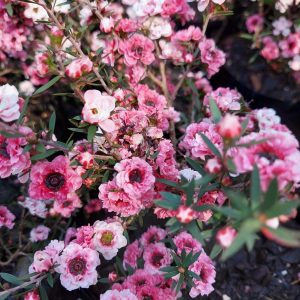 Manuka Pink - Leptospermum scoparium 17cm