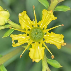 RUTA GRAVEOLENS Rue 15cm