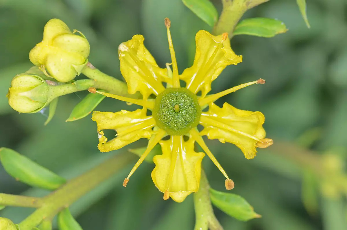 Rue - Ruta graveolens 15cm