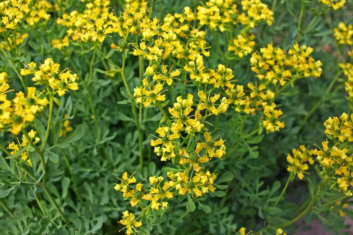 Rue - Ruta graveolens 15cm - Image 2