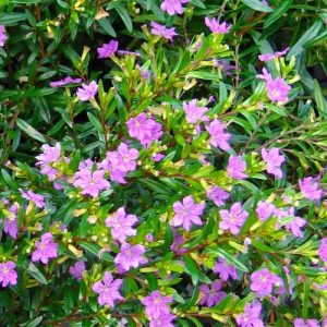 CUPHEA MEXICANA Mexican Heather (Cocktail Mix) 15cm