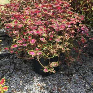 COLEUS ‘TRAILBLAZER’  15cm