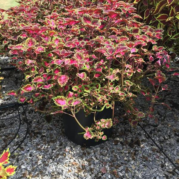Coleus Trailblazer 15cm