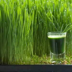 TRITICUM AESTIVUM Wheatgrass 15cm
