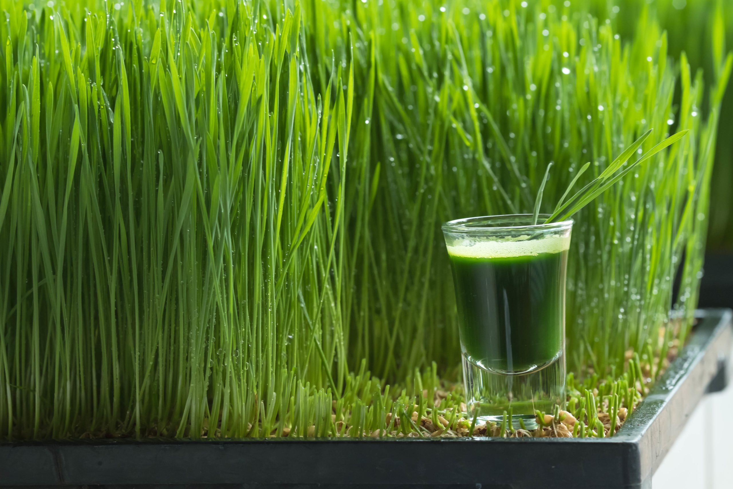 Wheatgrass - Triticum aestivum 15cm