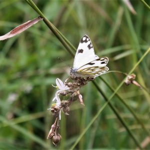 ANTHERICUM SAUNDERSIA - Wedding Flower - 17cm