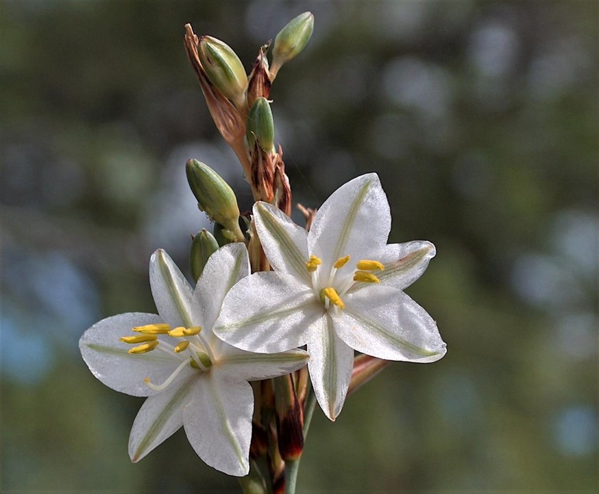 Wedding Flower - Anthericum saundersiae 15cm - Image 2