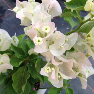 BOUGAINVILLEA Bougainvillea 'Apple Blossom'  22cm