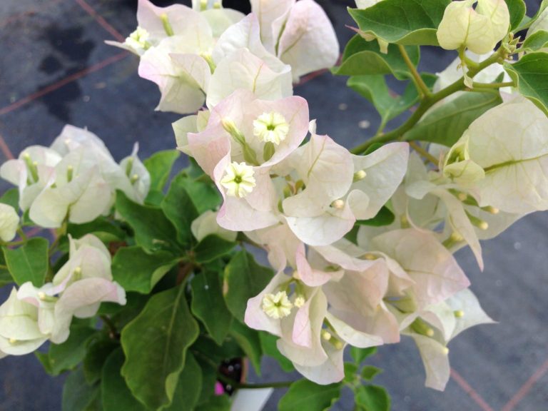 BOUGAINVILLEA Bougainvillea 'Apple Blossom' 22cm