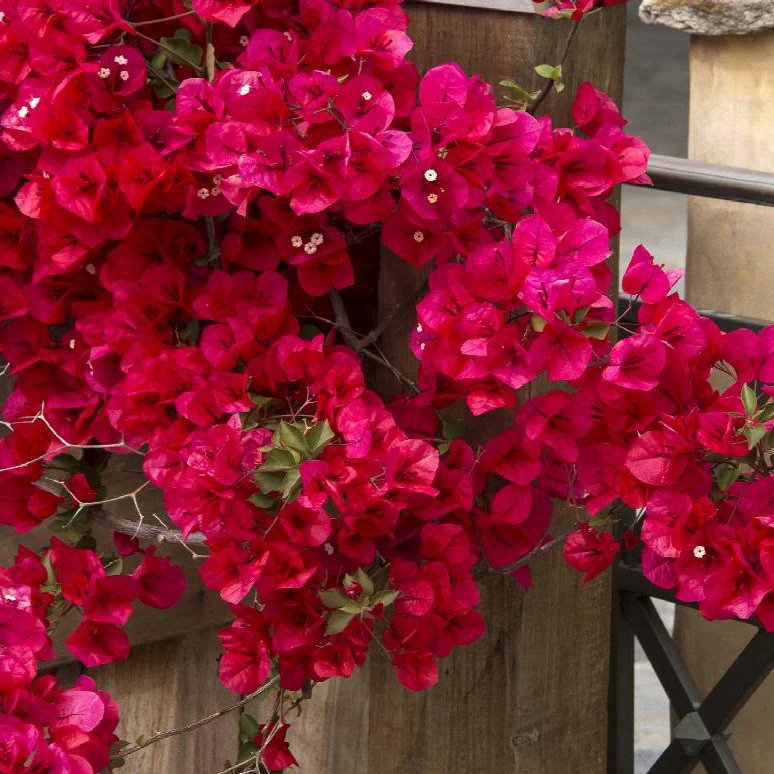 BOUGAINVILLEA Bougainvillea 'Scarlet O'Hara' 22cm