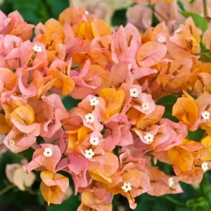 BOUGAINVILLEA Bougainvillea 'Delta Dawn' 22cm