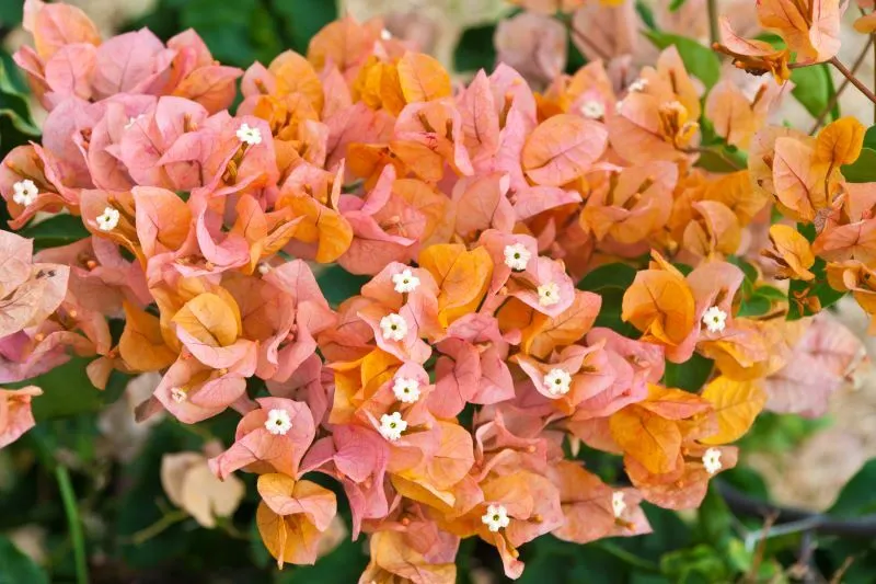 BOUGAINVILLEA Bougainvillea 'Delta Dawn' 22cm