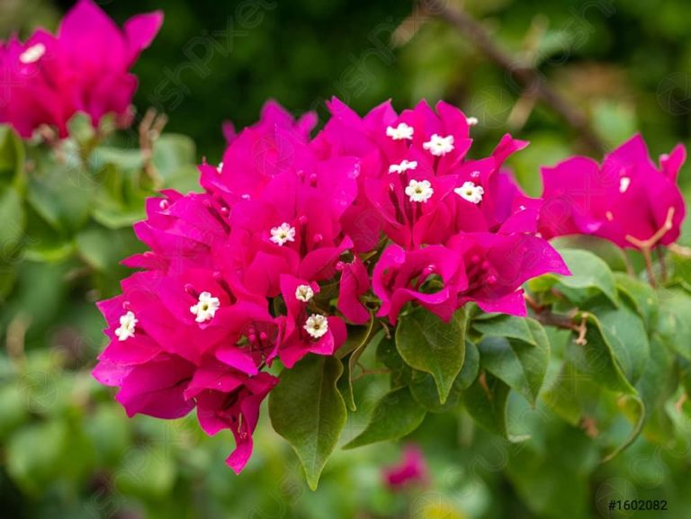 Bougainvillea Tropical Rainbow - Bougainvillea 22cm
