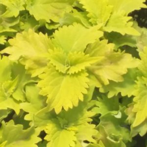 COLEUS ‘WASABI’ 15cm
