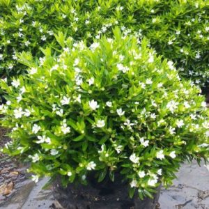 CUPHEA MEXICANA Mexican Heather (White) 15cm