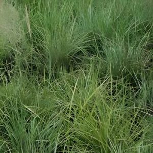 ERAGROSTIS GUMMIFLUA Weeping Love Grass15cm
