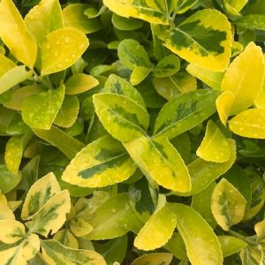 EUONYMUS JAPONICUS Japanese Spindle 'Aurea' 17cm