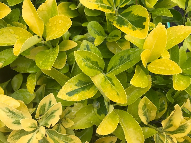 Japanese Spindle Aurea - Euonymus japonicus 17cm