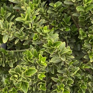 EUONYMUS JAPONICUS MICROPHYLLUS Japanese Spindle 17cm