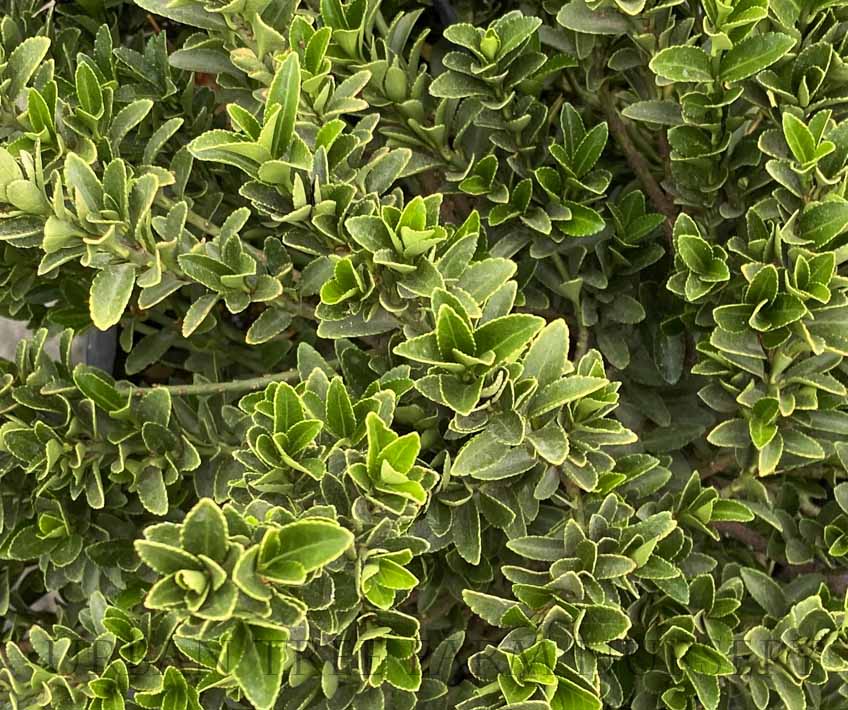 Japanese Spindle - Euonymus japonicus 17cm