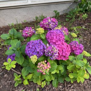 Hydrangea Mixed - Hydrangea macrophylla 22cm