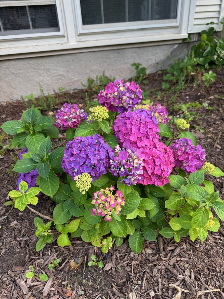Hydrangea Mixed - Hydrangea macrophylla 22cm