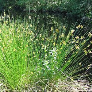 Soft Rush - Juncus effusus 15cm