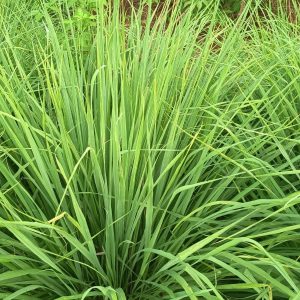 Lemongrass Lemon Grass - Cymbopogon citratus 17cm
