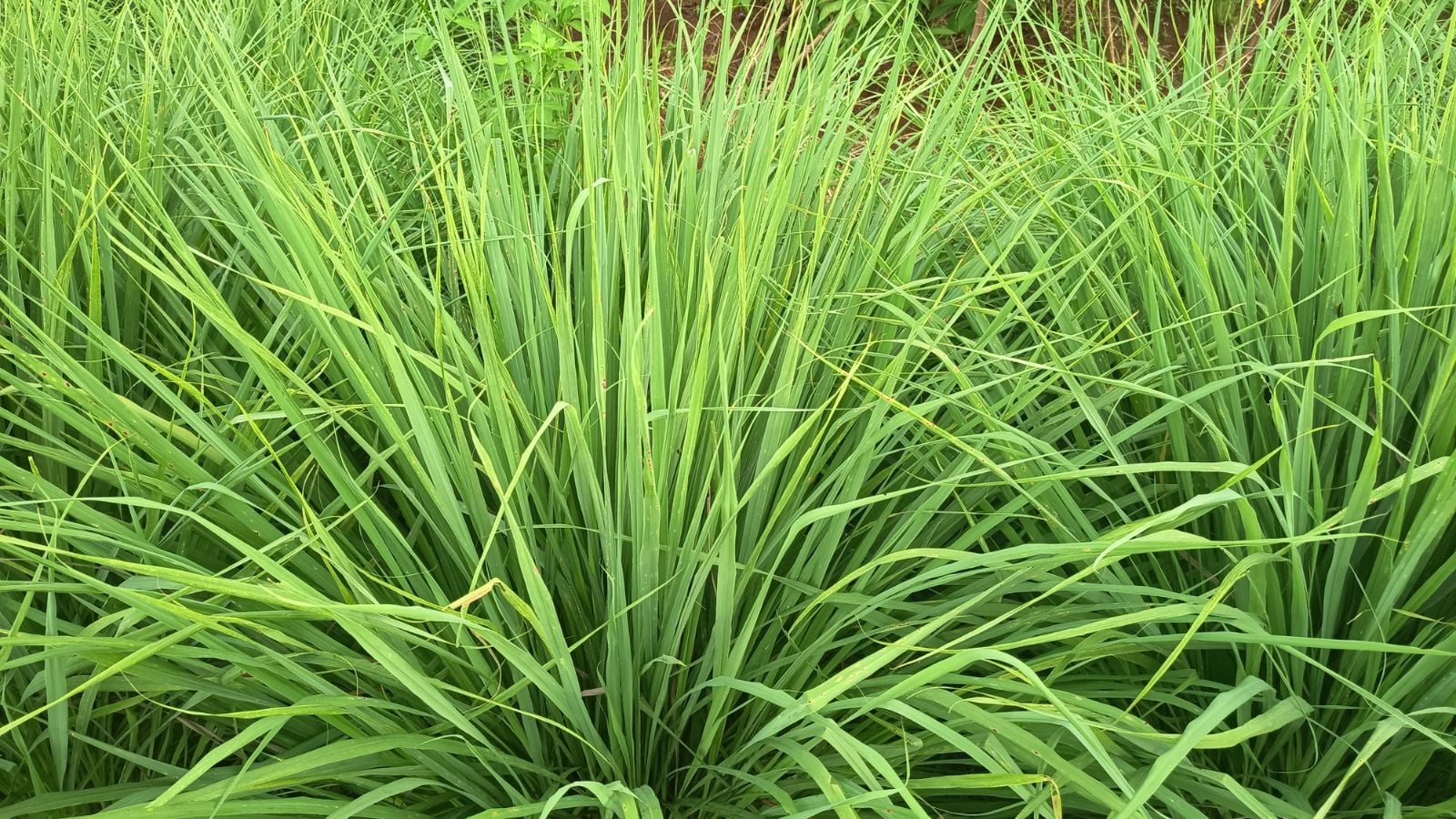 Lemongrass Lemon Grass - Cymbopogon citratus 17cm