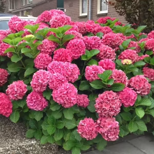 Hydrangea Magical Garnet - Hydrangea macrophylla 22cm
