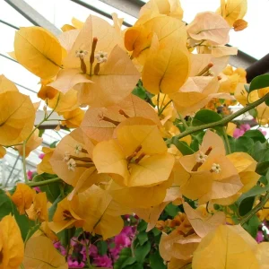 BOUGAINVILLEA Bougainvillea 'Lady Mary Baring' 22cm