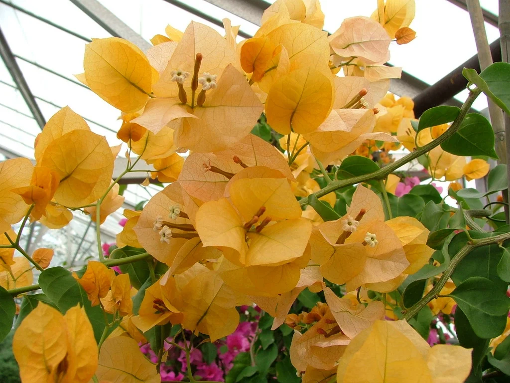 Bougainvillea Lady Mary Baring - Bougainvillea 22cm