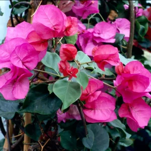 BOUGAINVILLEA Bougainvillea 'Poultons Special' 22cm